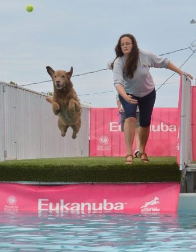 dock diving records by breed